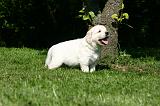 GOLDEN RETRIEVER 1065